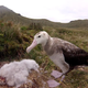 A Tristan albatross on Gough Island attending to her dead chick, which was killed by invasive mice.